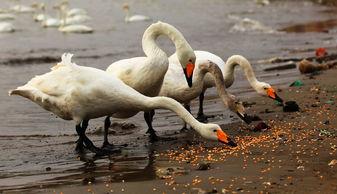 天鹅娱乐资讯吃瓜,揭秘娱乐圈最新“吃瓜”热点