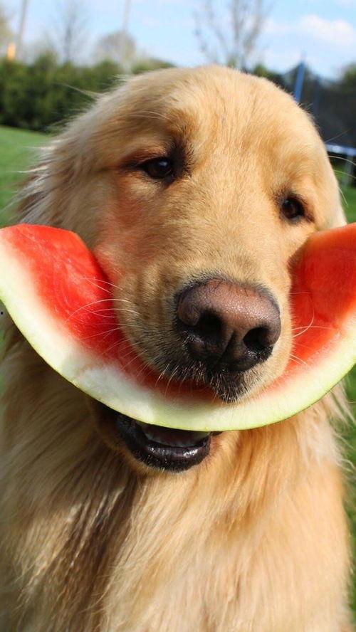 狗狗娱乐吃瓜酱,揭秘宠物界的趣味生活